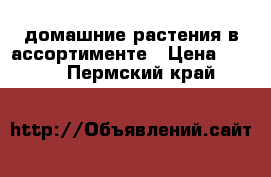 домашние растения в ассортименте › Цена ­ 500-5000 - Пермский край  »    